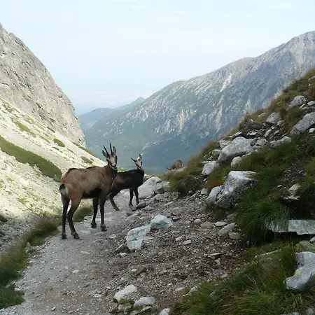 Privat Iva Smokovec Rum i privatbostad
