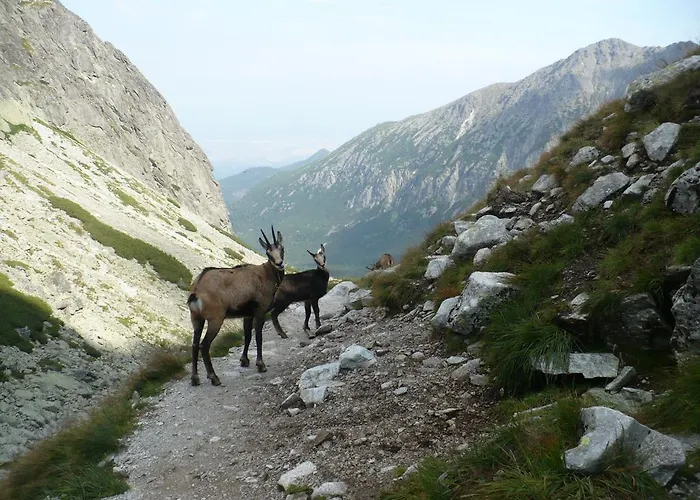 Privat Iva Smokovec Privat bolig